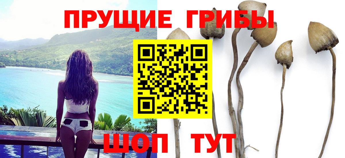 Галлюциногенные грибы Cubensis  Черногорск 